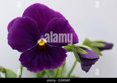 Le joli bleu-violet et la face noire de la Viola wittrockiana, communément appelée la pansy. Banque D'Images