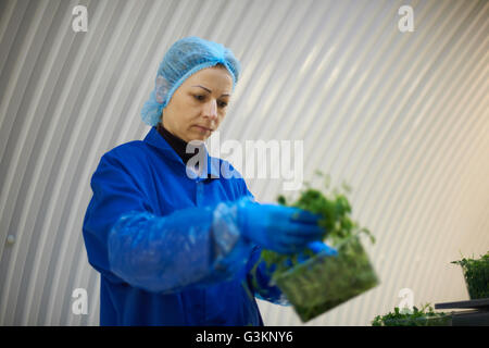 Femme portant filet à cheveux et des gants en latex légumes d'emballage Banque D'Images