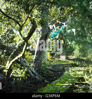 Arbres et jardin en noir et turquoise Banque D'Images