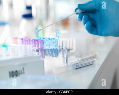 La préparation d'un écouvillonnage de l'ADN scientifique pour l'analyse dans un laboratoire de médecine légale ou le test de paternité Banque D'Images