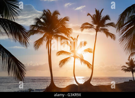 La silhouette des palmiers au coucher du soleil sur la plage, la République dominicaine, les Caraïbes Banque D'Images
