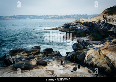 Les oiseaux et les lions de mer sur les rochers le long de l'océan Pacifique, à La Jolla, en Californie. Banque D'Images