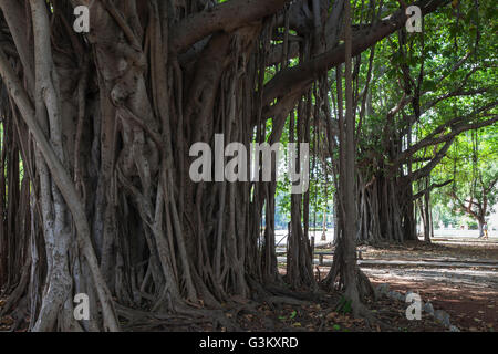 Indian Banyan Tree (Ficus benghalensis) racines, La Havane, Cuba Banque D'Images