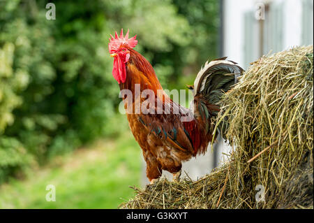 Poulet (Gallus gallus domesticus), coq sur tas de fumier, de Haute-bavière, Bavière, Allemagne Banque D'Images