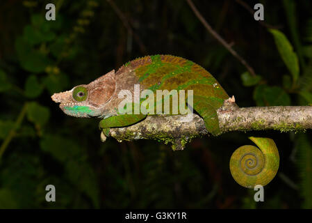 Homme O'Shaughnessy's chameleon (oushaughnessyi Calumma) en forêt tropicale, Parc National de Ranomafana, Southern Highlands, Madagascar Banque D'Images