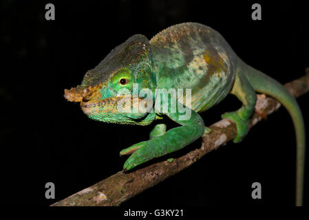 Male Parson's caméléon Calumma parsonii cristifer () en forêt tropicale, Parc National Andasibe, Madagascar Banque D'Images