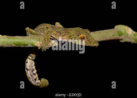 Le gecko à queue de feuille (Uroplatus sp.), forêt tropicale, Parc National de Ranomafana, Southern Highlands, Madagascar Banque D'Images