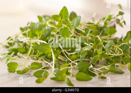 Origan frais (Origanum vulgare) Banque D'Images