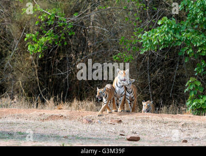 L'image de Tiger ( Panthera tigris ) Maya et d'oursons dans le parc national de Tadoba, Inde Banque D'Images