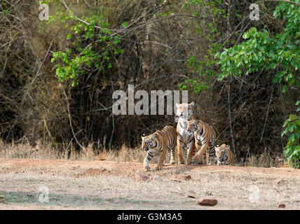 L'image de Tiger ( Panthera tigris ) Maya et d'oursons dans le parc national de Tadoba, Inde Banque D'Images