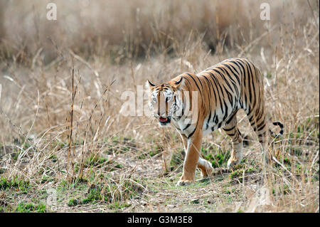 L'image du tigre (Panthera tigris) Mayas cub dans le parc national de Tadoba, Inde Banque D'Images