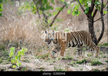 L'image du tigre (Panthera tigris) Mayas cub dans le parc national de Tadoba, Inde Banque D'Images