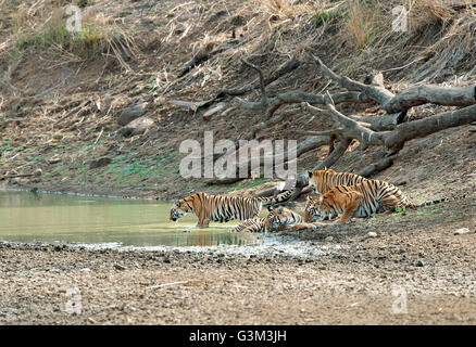 L'image de Tiger ( Panthera tigris ) Maya et d'oursons dans le parc national de Tadoba, Inde Banque D'Images