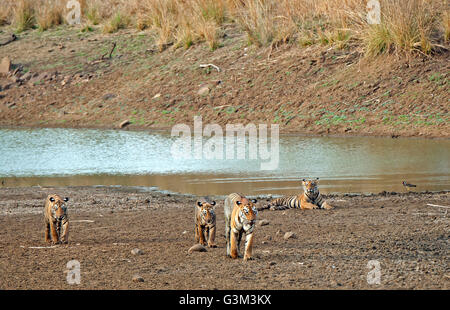 L'image de Tiger ( Panthera tigris ) Maya et d'oursons dans le parc national de Tadoba, Inde Banque D'Images