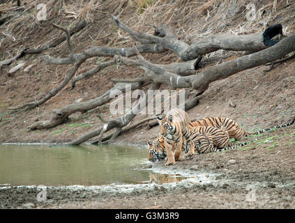 L'image de Tiger ( Panthera tigris ) Maya et d'oursons dans le parc national de Tadoba, Inde Banque D'Images