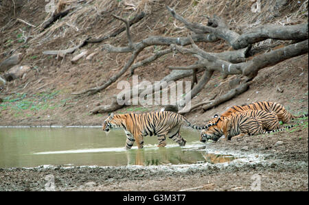 L'image de Tiger ( Panthera tigris ) Maya et d'oursons dans le parc national de Tadoba, Inde Banque D'Images