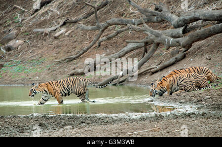 L'image de Tiger ( Panthera tigris ) Maya et d'oursons dans le parc national de Tadoba, Inde Banque D'Images