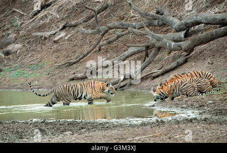 L'image de Tiger ( Panthera tigris ) Maya et d'oursons dans le parc national de Tadoba, Inde Banque D'Images