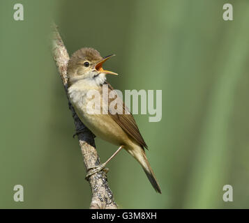 Rousserolle Effarvatte Acrocephalus scirpaceus - Banque D'Images