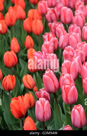 Image verticale des tulipes roses et pêche colorées, avec quelques pétales ouvrant sur un beau jardin paysager pour le temps chaud de Springtime. Banque D'Images