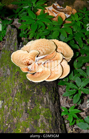 Mushroom Polyporus squamosus, poussant sur un arbre (Polyporus Squamosus) Banque D'Images