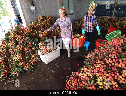 Hanoi, Vietnam. 13 Juin, 2016. Classer les agriculteurs pour la vente sur les litchis Thanh Ha, district de la province de Hai Duong, Vietnam, le 13 juin 2016. Le litchi, célèbre pour son goût succulent au Vietnam, est principalement produit dans la province de Bac Giang, province de Hai Duong et Hung Yen province. Cette année, le début de la récolte de litchis va tomber sur 5-20 juin tandis que la culture principale se déroulera du 20 juin au 25 juillet. © Xinhua/VNA/Alamy Live News Banque D'Images