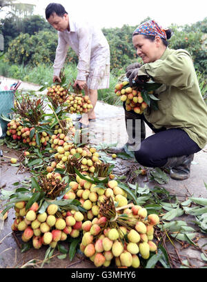 Hanoi, Vietnam. 13 Juin, 2016. Classer les agriculteurs pour la vente sur les litchis Thanh Ha, district de la province de Hai Duong, Vietnam, le 13 juin 2016. Le litchi, célèbre pour son goût succulent au Vietnam, est principalement produit dans la province de Bac Giang, province de Hai Duong et Hung Yen province. Cette année, le début de la récolte de litchis va tomber sur 5-20 juin tandis que la culture principale se déroulera du 20 juin au 25 juillet. © Xinhua/VNA/Alamy Live News Banque D'Images