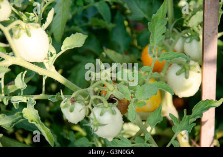 L'agriculture sur l'Aubergine Thaï jaune arbre à cultiver des cultures Banque D'Images