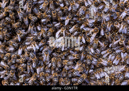 Plan Macro sur l'essaimage des abeilles sur une ruche Banque D'Images