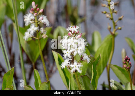 Bogbean (Menyanthes trifoliata ) en fleur. Banque D'Images