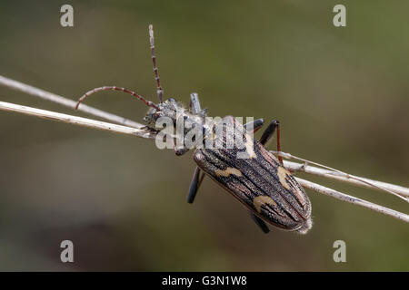 Deux bandes de longicorne asiatique (Rhagium bifasciatum) accroché sur tiges de graminées. Banque D'Images