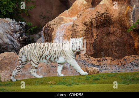 Tigre blanc avec prudence à la mesure dans la Banque D'Images