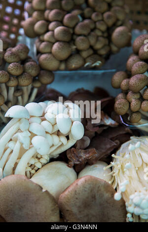 Les champignons sur une vente au marché en Thaïlande Banque D'Images