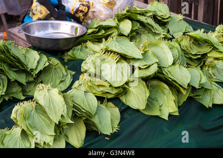 Feuilles de bétel (Piper betle) pour de la vente sur un stand du marché dans le centre de Myanmar (Birmanie). Banque D'Images