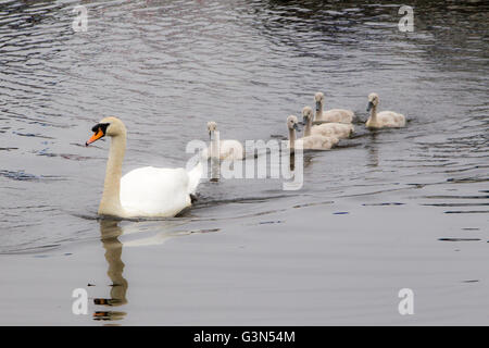 Swan et cygnets sur canal l'Ecosse Banque D'Images
