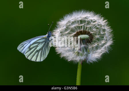 Papillon blanc veiné de vert à l'arrêt sur la tête de graines de pissenlit Banque D'Images