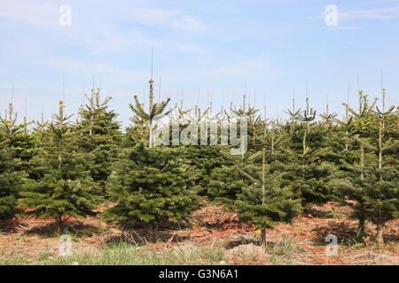 Plantation de sapin Nordmann au Danemark Banque D'Images