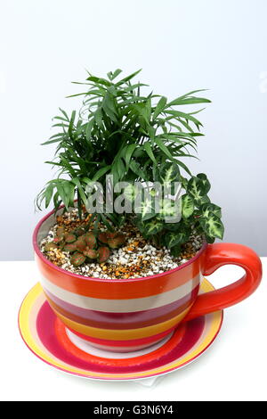 Plantes d'intérieur en pot à l'aide de plus en plus de tasse de perlite et de vermiculite mix Banque D'Images