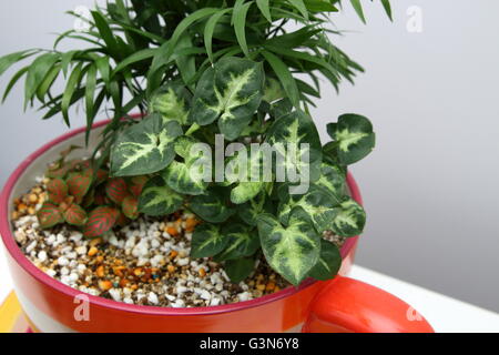 Close up piscine plantes croissant dans l'aide de pot de tasse de mélange de perlite et de vermiculite Banque D'Images