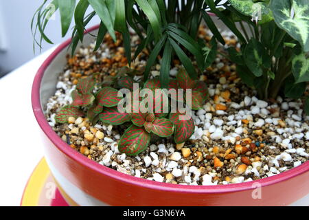 Les plantes d'intérieur de plus en plus pot tasse Banque D'Images