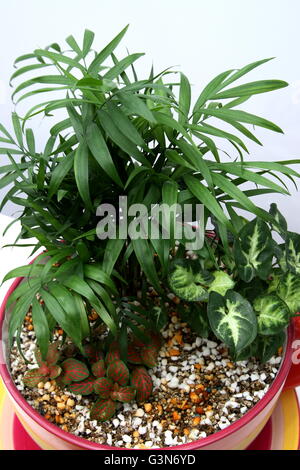 Close up de plantes d'Intérieur en pot à l'aide de plus en plus de tasse de perlite et de vermiculite mix Banque D'Images