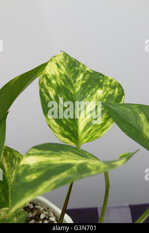 Close up of Epipremnum aureum ou connu comme le lierre du Diable Banque D'Images