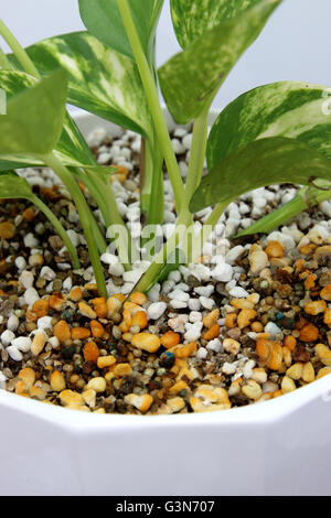 Epipremnum aureum ou connu comme le lierre du diable qui se développe dans un pot à l'aide de la perlite et vermiculite mix - close up Banque D'Images