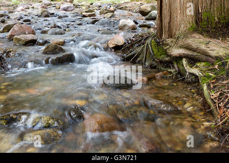 L'eau se précipite sur les rochers dans une rivière entourée d'arbres et de racines couvert de mousse Banque D'Images