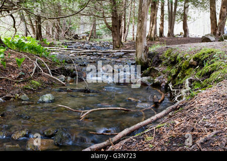 L'eau se précipite sur les rochers dans un ruisseau entouré de pins Banque D'Images