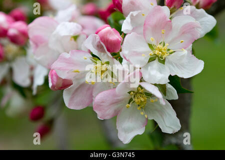 Fleurs de pommier rose et blanc au printemps avec les bourgeons en arrière-plan Banque D'Images