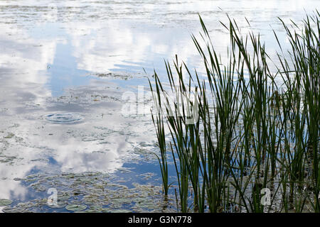 L'herbe des zones humides au bord du lac de lentilles d'eau et de nénuphars avec reflets de nuages Banque D'Images