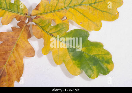 Chêne (Quercus robur). Les feuilles d'automne. Banque D'Images