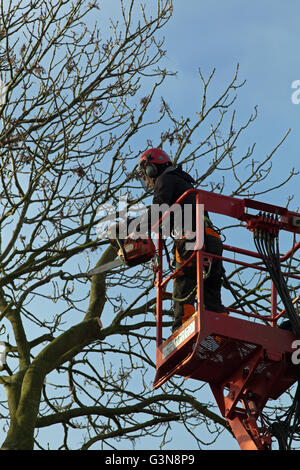 Tree Surgeon en utilisant une scie à chaîne, à couper dans les hautes branches d'un frêne (Fraxinus excelsior), à l'aide d'une grue. Banque D'Images