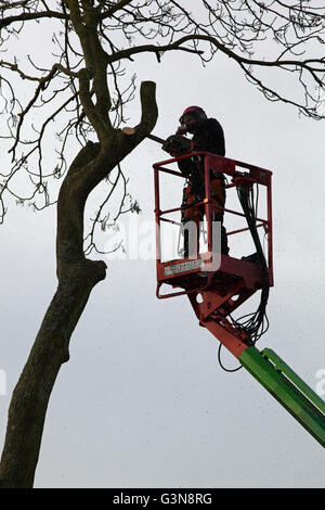 Tree Surgeon en utilisant une scie à chaîne, à couper dans les hautes branches d'un frêne (Fraxinus excelsior), à l'aide d'une grue. Banque D'Images